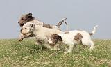 LAGOTTO 064